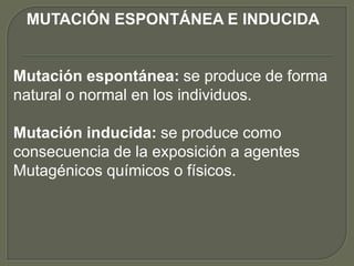 MUTACIÓN ESPONTÁNEA E INDUCIDA 
Mutación espontánea: se produce de forma 
natural o normal en los individuos. 
Mutación inducida: se produce como 
consecuencia de la exposición a agentes 
Mutagénicos químicos o físicos. 
 