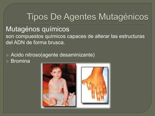 Mutagénos químicos 
son compuestos químicos capaces de alterar las estructuras 
del ADN de forma brusca. 
 Acido nitroso(agente desaminizante) 
 Bromina 
 