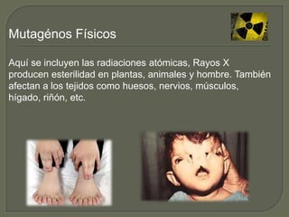 Mutagénos Físicos 
Aquí se incluyen las radiaciones atómicas, Rayos X 
producen esterilidad en plantas, animales y hombre. También 
afectan a los tejidos como huesos, nervios, músculos, 
hígado, riñón, etc. 
 