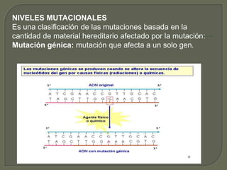 NIVELES MUTACIONALES 
Es una clasificación de las mutaciones basada en la 
cantidad de material hereditario afectado por la mutación: 
Mutación génica: mutación que afecta a un solo gen. 
 