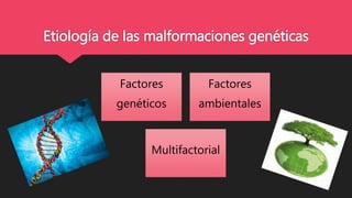 Etiología de las malformaciones genéticas
Factores
genéticos
Factores
ambientales
Multifactorial
 