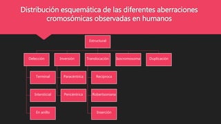 Distribución esquemática de las diferentes aberraciones
cromosómicas observadas en humanos
Estructural
Delección
Terminal
...