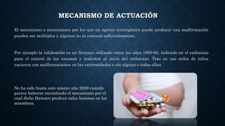 MECANISMO DE ACTUACIÓN
El mecanismo o mecanismos por los que un agente teratogénico puede producir una malformación
pueden ser múltiples y algunos no se conocen suficientemente.
Por ejemplo la talidomida es un fármaco utilizado entre los años 1950-65, indicado en el embarazo
para el control de las nauseas y malestar al inicio del embarazo. Tras su uso miles de niños
nacieron con malformaciones en las extremidades o sin alguna o todas ellas.
No ha sido hasta este mismo año 2009 cuando
parece haberse encontrado el mecanismo por el
cual dicho fármaco produce tales lesiones en los
miembros.
 