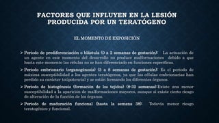 FACTORES QUE INFLUYEN EN LA LESIÓN
PRODUCIDA POR UN TERATÓGENO
EL MOMENTO DE EXPOSICIÓN
 Periodo de prediferenciación o blástula (0 a 2 semanas de gestación): La actuación de
un agente en este momento del desarrollo no produce malformaciones debido a que
hasta este momento las células no se han diferenciado en funciones específicas.
 Periodo embrionario (organogénesis) (3 a 8 semanas de gestación): Es el periodo de
máxima susceptibilidad a los agentes teratógenos, ya que las células embrionarias han
perdido su carácter totipotencial y se están formando los diferentes órganos.
 Periodo de histogénesis (formación de los tejidos) (8-32 semanas):Existe una menor
susceptibilidad a la aparición de malformaciones mayores, aunque si existe cierto riesgo
de alteración de la función de los órganos.
 Periodo de maduración funcional (hasta la semana 38): Todavía menor riesgo
teratogénico y funcional.
 