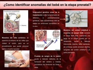 ¿Como identificar anomalias del bebé en la etapa prenatal?
Muestreo del vello coriónico: se
examina el extremo de los vellos que
rodean al corión, pero es un
procedimiento que puede provocar
daños o muerte neonatal.
Diagnostico genético antes de la
implantación: evitar la transmisión de
defectos o predisposiciones
genéticas, este procedimiento solo se
realiza en embriones concebidos en
in-vitro.
Muestreo del cordón umbilical o
muestreo de sangre fetal: consiste
en tomar ADN fetal, insertando una
aguja en el cordón guiado por un
ultrasonido, ayuda a detectar
infecciones, anemia, fallas cardiacas,
sin embargo puede provocar abortos,
sangrado del cordón umbilical o un
parto prematuro.
Pruebas de sangre de la madre:
ayuda a detectar defectos de la
formación del cerebro y medula;
pronósticos de Síndrome de Down y
otras.
 