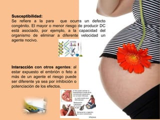Susceptibilidad:
Se refiere a la para que ocurra un defecto
congénito. El mayor o menor riesgo de producir DC
está asociado, por ejemplo, a la capacidad del
organismo de eliminar a diferente velocidad un
agente nocivo.
Interacción con otros agentes: al
estar expuesto el embrión o feto a
más de un agente el riesgo puede
ser diferente ya sea por inhibición o
potenciación de los efectos.
 