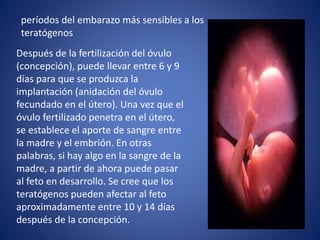 períodos del embarazo más sensibles a los
teratógenos
Después de la fertilización del óvulo
(concepción), puede llevar entre 6 y 9
días para que se produzca la
implantación (anidación del óvulo
fecundado en el útero). Una vez que el
óvulo fertilizado penetra en el útero,
se establece el aporte de sangre entre
la madre y el embrión. En otras
palabras, si hay algo en la sangre de la
madre, a partir de ahora puede pasar
al feto en desarrollo. Se cree que los
teratógenos pueden afectar al feto
aproximadamente entre 10 y 14 días
después de la concepción.
 