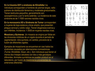 En la trisomía XXY o síndrome de Klinefelter los
individuos corresponden a hombres de piernas largas, vello
pubiano de distribución femenina y moderada ginecomastia.
Tienen testículos pequeños, generalmente son
azoospérmicos y por lo tanto estériles. La incidencia de este
síndrome es de 1:1000 varones nacidos vivos.
En la monosomía XO o Síndrome de Turner corresponden
a mujeres de baja estatura y tórax amplio, que presentan
pliegue cervical y cúbito valgo. Tienen disgenesia ovárica y
son infértiles. Incidencia: 1:3000 en mujeres nacidas vivas.
Mosaicos y Quimeras. Un mosaico se origina por fallas en
las divisiones mitóticas de un cigoto durante el período de
segmentación. Una quimera, en cambio, proviene de la
fusión de diferentes cigotos.
Ejemplos de mosaicismo se encuentran en casi todos los
síndromes causados por aberraciones cromosómicas
(Turner, Klinefelter, Down, etc.). Son individuos que tienen al
menos dos lineajes celulares con dos o más genotipos
diferentes. Animales quiméricos se pueden producir en el
laboratorio, por fusión de blastómeros provenientes de
embriones diferentes
 