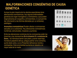 MALFORMACIONES CONGÉNITAS DE CAUSA
GENÉTICA
Aunque la gran mayoría de los abortos espontáneos tiene
aberraciones cromosómicas, hay algunas enfermedades
genéticas de origen monogénico y cromosómico, que pueden
diagnosticarse por ecografía y amniocentesis, lo cual permite
dar información a las familias afectadas por un embarazo
patológico.
Anomalías cromosómicas:Pueden afectar a cromosomas
sexuales y/o a autosomas. Hay alteraciones cromosómicas
numéricas, estructurales, mosaicos y quimeras.
Entre las alteraciones numéricas de los cromosomas están las
trisomías y las monosomías En la trisomía 21 o síndrome de
Down, los individuos tienen cara plana, puente nasal bajo,
hendidura palpebral oblicua, pliegue palmar único (simiano),
quinto dedo corto y curvo Presentan deficiencia mental y
cardiopatías. Esta anormalidad aumenta en relación a la
mayor edad de la madre
 