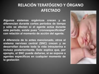 Algunos sistemas orgánicos crecen y se
diferencian durante cortos períodos de tiempo
y sólo se afectan si el agente actúa durante
este periodo, existe pues "cronoespecificidad"
con relación al momento de acción del agente.
A diferencia de lo antes mencionado, otros el
sistema nervioso central (SNC) crecen y se
desarrollan durante toda la vida intrauterina e
incluso posteriormente. Esto explica que, por
ejemplo, el SNC puede dañarse, si se expone a
agentes específicos en cualquier momento de
la gestación
RELACIÓN TERATÓGENO Y ÓRGANO
AFECTADO
 