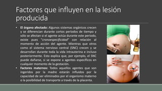 Factores que influyen en la lesión
producida
• El órgano afectado: Algunos sistemas orgánicos crecen
y se diferencian durante cortos períodos de tiempo y
sólo se afectan si el agente actúa durante este periodo,
existe pues "cronoespecificidad" con relación al
momento de acción del agente. Mientras que otros
como el sistema nervioso central (SNC) crecen y se
desarrollan durante toda la vida intrauterina e incluso
posteriormente. Esto explica que, por ejemplo, el SNC
puede dañarse, si se expone a agentes específicos en
cualquier momento de la gestación.
• Factores maternos: Todos aquellos agentes que son
ingeridos por la madre estarán influidos por la
capacidad de ser eliminados por el organismo materno
o la posibilidad de transporte a través de la placenta.
 
