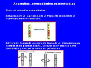 Anomalías cromosómica estructurales
Tipos de anomalías cromosómicas:
2) Duplicación: Es la presencia de un fragmento adicional de un
cromosoma en otro cromosoma.
3) Inversión: Es cuando un segmento dentro de un cromosoma esta
invertido en su posición original. Si ocurre en un brazo se llama
paracéntrica y si ocurre en ambos es pericéntrica.
 