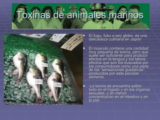 Toxinas de animales marinos El fugu, fuku o pez globo, es una delicadeza culinaria en Japón El músculo contiene una cantidad muy pequeña de toxina, pero que suele ser suficiente para producir efectos en la lengua y los labios, efectos que son los buscados por los consumidores como una parte de las “sensaciones gustativas” producidas por este peculiar alimento. La toxina se encuentra sobre todo en el hígado y en los órganos sexuales, y en menor concentración en el intestino y en la piel. 