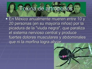 Toxina de artrópodos En México anualmente mueren entre 10 y 20 personas (en su mayoría niños) por la picadura de la "viuda negra", que paraliza el sistema nervioso central y produce fuertes dolores musculares y abdominales que ni la morfina logra aliviar.  