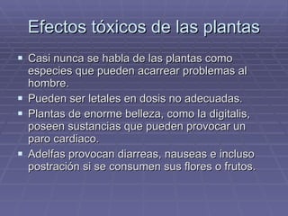 Efectos tóxicos de las plantas Casi nunca se habla de las plantas como especies que pueden acarrear problemas al hombre.  Pueden ser letales en dosis no adecuadas.  Plantas de enorme belleza, como la digitalis, poseen sustancias que pueden provocar un paro cardiaco.  Adelfas provocan diarreas, nauseas e incluso postración si se consumen sus flores o frutos.  