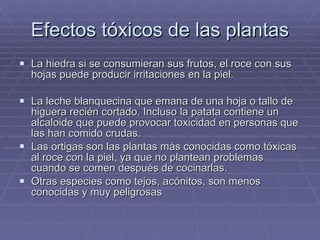 Efectos tóxicos de las plantas La hiedra si se consumieran sus frutos, el roce con sus hojas puede producir irritaciones en la piel.  La leche blanquecina que emana de una hoja o tallo de higuera recién cortado. Incluso la patata contiene un alcaloide que puede provocar toxicidad en personas que las han comido crudas.  Las ortigas son las plantas más conocidas como tóxicas al roce con la piel, ya que no plantean problemas cuando se comen después de cocinarlas.  Otras especies como tejos, acónitos, son menos conocidas y muy peligrosas  