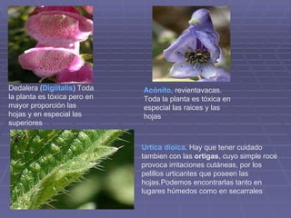 Dedalera ( Digiitalis ) Toda la planta es tóxica pero en mayor proporción las hojas y en especial las superiores  Acónito,  revientavacas. Toda la planta es tóxica en especial las raices y las hojas  Urtica dioica . Hay que tener cuidado tambien con las  ortigas , cuyo simple roce provoca irritaciones cutáneas, por los pelillos urticantes que poseen las hojas.Podemos encontrarlas tanto en lugares húmedos como en secarrales  