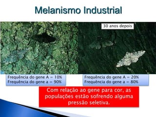 Melanismo Industrial
Frequência do gene A = 10%
Frequência do gene a = 90%
30 anos depois
Frequência do gene A = 20%
Frequência do gene a = 80%
Com relação ao gene para cor, as
populações estão sofrendo alguma
pressão seletiva.
 