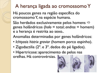 A herança ligada ao cromossomo Y
Há poucos genes na região específica do
cromossomo Y, na espécie humana.
São herdados exclusivamente pelos homens 
genes holândricos (holo = total; andros = homem)
e a herança é restrita ao sexo..
Anomalias determinadas por genes holândricos:
• Ichtyosis histrix gravior (homem porco espinho).
• Zigodactilia (2º. e 3º. dedos do pé ligados).
• Hipertricose: aparecimento de pelos nas
orelhas. Há controvérsias.
 
