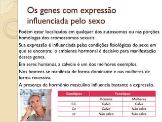 Os genes com expressão
   influenciada pelo sexo
Podem estar localizados em qualquer dos autossomos ou nas porções
homólogas dos cromossomos sexuais.
Sua expressão é influenciada pelas condições fisiológicas do sexo em
que se encontra; o ambiente hormonal é decisivo para manifestação
desses genes.
Em seres humanos, a calvície é um dos melhores exemplos.
Nos homens se manifesta de forma dominante e nas mulheres de
forma recessiva.
A presença de hormônio masculino influencia bastante a expressão.
 