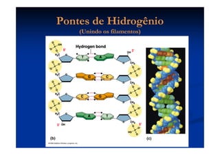 Pontes de HidrogênioPontes de Hidrogênio
(Unindo os filamentos)(Unindo os filamentos)
 
