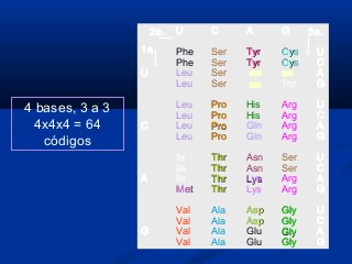 4 bases, 3 a 3
4x4x4 = 64
códigos
U C A G
Phe Ser TyrTyr CysCys U
Phe Ser TyrTyr CysCys C
U Leu Ser A
Leu Ser Trp G
Leu ProPro His Arg U
Leu ProPro His Arg C
C Leu ProPro Gln Arg A
Leu ProPro Gln Arg G
Ile ThrThr Asn Ser U
Ile ThrThr Asn Ser C
A Ile ThrThr LysLys Arg A
MetMet ThrThr Lys Arg G
Val Ala AspAsp GlyGly U
Val Ala AspAsp GlyGly C
G Val Ala Glu GlyGly A
Val Ala Glu GlyGly G
1a.
2a. 3a.
 