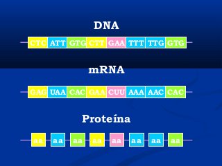 aa aa aa aa aa aa aa aa
Proteína
CTC ATT GTG CTT GAA TTT TTG GTG
DNA
GAG UAA CAC GAA CUU AAA AAC CAC
mRNA
 