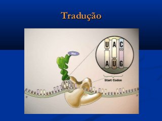 TraduçãoTradução
 