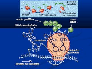 A genética molecular   1 e