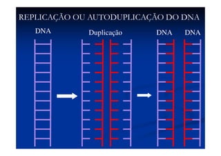 DNA Duplicação DNA DNA
REPLICAÇÃO OU AUTODUPLICAÇÃO DO DNA
 