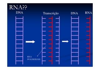 RNARNA
 Ácido RibonucléicoÁcido Ribonucléico
 Molécula deMolécula de fita simplesfita simples
 É dividido em:É dividido em:
 RNA mensageiro (RNA mensageiro (RNAmRNAm))
 RNA transportador (RNA transportador (RNAtRNAt))
 RNA ribossômico (RNA ribossômico (RNArRNAr))
 