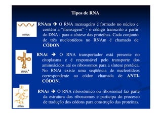 DNA Transcrição DNA RNA
RNA??
RNA
POLIMERASE
 