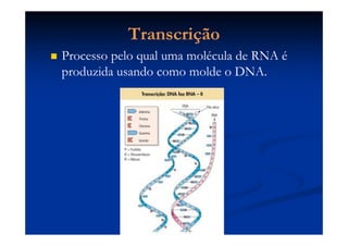 RNAm - TRANSCRIÇÃORNAm - TRANSCRIÇÃO
Leva a informaçãoLeva a informação da sequência protéica a serda sequência protéica a ser
formada, do núcleo para o citoplasma, ondeformada, do núcleo para o citoplasma, onde
ocorre a tradução. Ele contém uma sequênciaocorre a tradução. Ele contém uma sequência
de trincas correspondente a uma das fitas dode trincas correspondente a uma das fitas do
DNA.DNA.
Cada trinca (três nucleotídeos) no RNAm éCada trinca (três nucleotídeos) no RNAm é
denominadadenominada códoncódon e corresponde a ume corresponde a um
aminoácido na proteína que irá se formar.aminoácido na proteína que irá se formar.
 