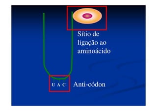 RNAt - TRADUÇÃORNAt - TRADUÇÃO
Levam os aminoácidosLevam os aminoácidos para o RNAm durantepara o RNAm durante
o processo de síntese protéica. Apresentam, emo processo de síntese protéica. Apresentam, em
uma determinada região, uma trinca deuma determinada região, uma trinca de
nucleotídeos que se destaca, denominadanucleotídeos que se destaca, denominada
anticódonanticódon..
É através do anticódon que o RNAt reconhece oÉ através do anticódon que o RNAt reconhece o
local do RNAm onde deve ser colocado olocal do RNAm onde deve ser colocado o
aminoácido por ele transportado. Cada RNAtaminoácido por ele transportado. Cada RNAt
carrega umcarrega um aminoácido específicoaminoácido específico, de acordo, de acordo
com o anticódon que possui.com o anticódon que possui.
 