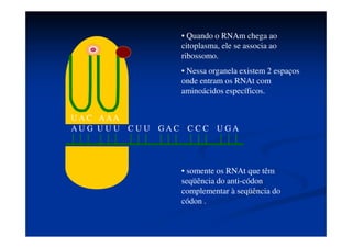 Anticódon
Sítio de
ligação ao
aminoácido
U A CU A C
 
