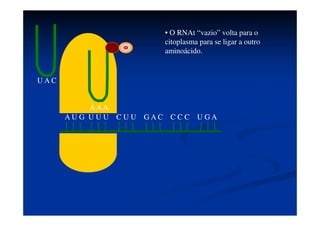 A U G U U U C U U G A C C C C U G
A
U A C A A A
• Uma enzima presente na
subunidade maior do ribossomo
realiza a ligação peptídica entre os
aminoácidos.
 