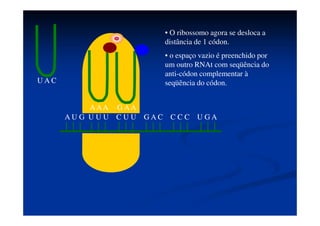 A U G U U U C U U G A C C C C U G
A
U A C
A A A
• O RNAt “vazio” volta para o
citoplasma para se ligar a outro
aminoácido.
 