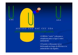 A U G U U U C U U G A C C C C U G
A
U A C
A A A G A A
• Uma enzima presente na
subunidade maior do ribossomo
realiza a ligação peptídica entre os
aminoácidos.
 