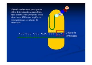A U G U U U C U U G A C C C C U G
A
U A C A A A
G A A
• O RNAt “vazio” volta para o
citoplasma para se ligar a outro
aminoácido.
• O assim o ribossomo vai se
deslocando ao longo do RNAm e os
aminoácidos são ligados.
 