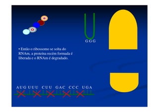 A U G U U U C U U G A C C C C U G
A
G G G
Códon de
terminação
• Quando o ribossomo passa por um
códon de terminação nenhum RNAt
entra no ribossomo, porque na célula
não existem RNAt com seqüências
complementares aos códons de
terminação.
 