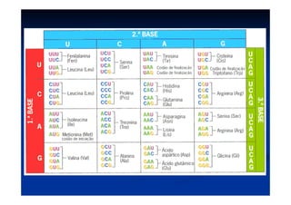  Código genético é universalCódigo genético é universal  
O código genético é dito universal pelo fato mesmaO código genético é dito universal pelo fato mesma
trinca codificar o mesmo aminoácido em qualquertrinca codificar o mesmo aminoácido em qualquer
organismo. Em alguns casos certas trincas são maisorganismo. Em alguns casos certas trincas são mais
eficientemente utilizadas. eficientemente utilizadas. 
*As diferenças entre os seres vivos devem-se aos*As diferenças entre os seres vivos devem-se aos
diferentes genes, que fabricam proteínas diferentes.diferentes genes, que fabricam proteínas diferentes.
 