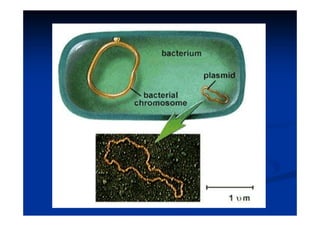 TRANSCRIPTASE REVERSATRANSCRIPTASE REVERSA
 Enzima - RetrovírusEnzima - Retrovírus
 
