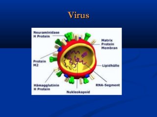 VirusVirus
 