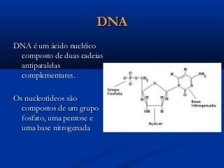 DNADNA
DNA é um ácido nucléicoDNA é um ácido nucléico
composto de duas cadeiascomposto de duas cadeias
antiparalelasantiparalelas
complementares.complementares.
Os nucleotídeos sãoOs nucleotídeos são
compostos de um grupocompostos de um grupo
fosfato, uma pentose efosfato, uma pentose e
uma base nitrogenadauma base nitrogenada
 