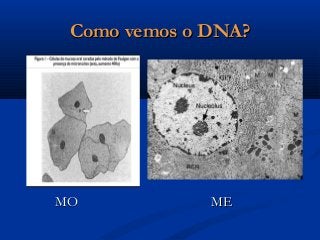 Como vemos o DNA?Como vemos o DNA?
MOMO MEME
 