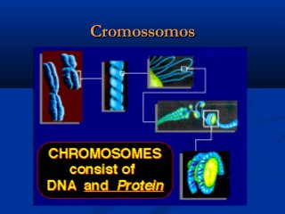 CromossomosCromossomos
 
