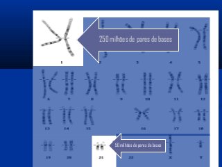 250 milhões de pares de bases
50 milhões de pares de bases
 