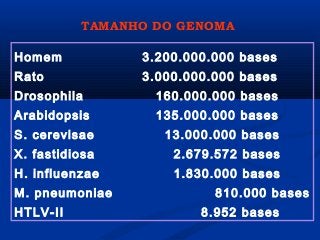 Homem 3.200.000.000 bases
Rato 3.000.000.000 bases
Drosophila 160.000.000 bases
Arabidopsis 135.000.000 bases
S. cerevisae 13.000.000 bases
X. fastidiosa 2.679.572 bases
H. influenzae 1.830.000 bases
M. pneumoniae 810.000 bases
HTLV-II 8.952 bases
TAMANHO DO GENOMA
 