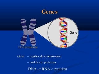 GenesGenes
Gene – regiões do cromossomo
– codificam proteinas
DNA -> RNA-> proteina
 