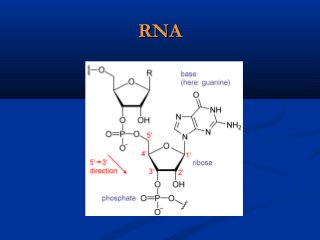 RNARNA
 